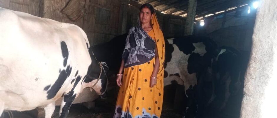 शान्तीको आफ्नै गाई फार्म बाट मनग्यै आम्दानी”